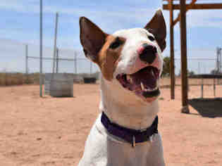 Bull Terrier Dogs for adoption in Santa Fe, NM, USA