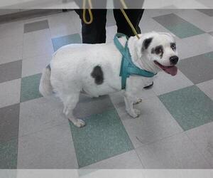 Mutt Dogs for adoption in Oklahoma City, OK, USA
