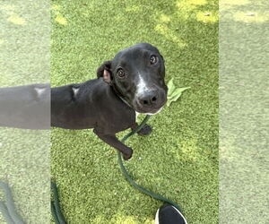 Mutt Dogs for adoption in Hilton Head, SC, USA