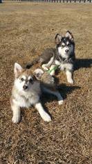 Alaskan Malamute Dogs for adoption in Anchorage, AK, USA