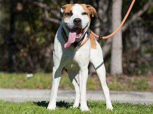 Medium Photo #1 American Pit Bull Terrier-Saint Bernard Mix Puppy For Sale in Long Beach, CA, USA