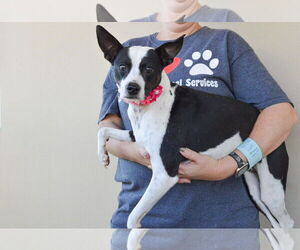 Rottweiler-Unknown Mix Dogs for adoption in McKinney, TX, USA