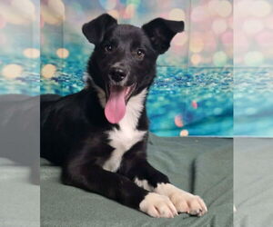 Border Collie-Unknown Mix Dogs for adoption in Lakewood, CO, USA
