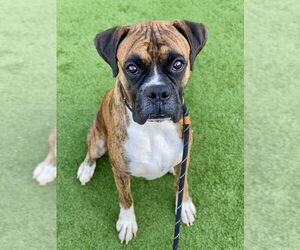 Boxer Dogs for adoption in Austin, TX, USA