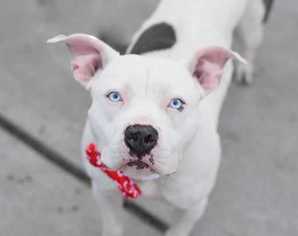 American Pit Bull Terrier Dogs for adoption in Elmsford, NY, USA