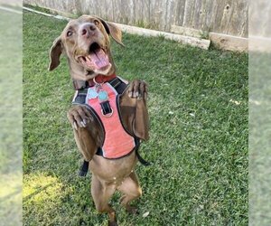 Vizsla Dogs for adoption in Alamo Heights, TX, USA