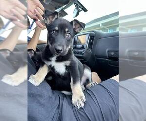 German Shepherd Dog Dogs for adoption in San Antonio, TX, USA