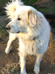Great Pyrenees Dogs for adoption in Stockport, OH, USA