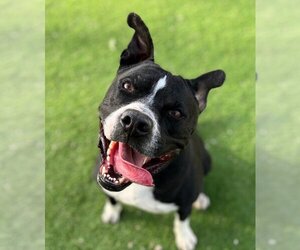 American Staffordshire Terrier-Border Collie Mix Dogs for adoption in Lake Forest, CA, USA