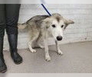 Siberian Husky Dogs for adoption in San Bernardino, CA, USA
