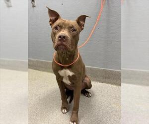 American Pit Bull Terrier-Unknown Mix Dogs for adoption in Las Vegas, NV, USA