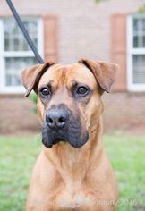 Boxer-Unknown Mix Dogs for adoption in Lockport, NY, USA