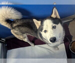 - Mix Dogs for adoption in Oakland Park, FL, USA
