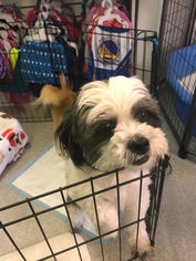 Shih Tzu Dogs for adoption in Sonora, CA, USA