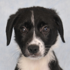 Border Collie Dogs for adoption in Danville, KY, USA