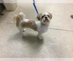 Shih Tzu Dogs for adoption in Riverside, CA, USA