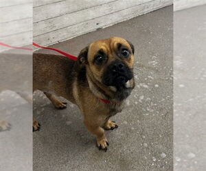 Pug-Unknown Mix Dogs for adoption in San Bernardino, CA, USA
