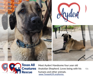 Anatolian Shepherd Dogs for adoption in Lillian, TX, USA
