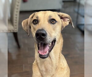 Catahoula Leopard Dog-Unknown Mix Dogs for adoption in Vail, AZ, USA