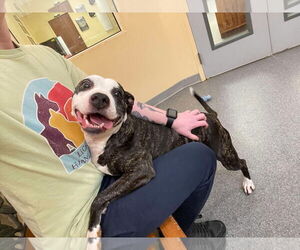 American Pit Bull Terrier Dogs for adoption in Low Moor, VA, USA
