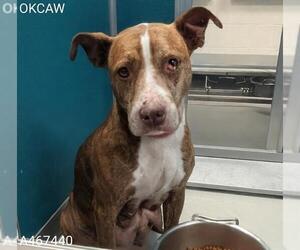 American Bulldog-Unknown Mix Dogs for adoption in Oklahoma City, OK, USA