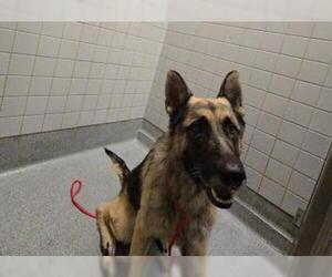 German Shepherd Dog Dogs for adoption in Orange, CA, USA