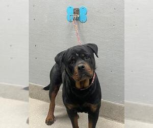 Rottweiler-Unknown Mix Dogs for adoption in Las Vegas, NV, USA