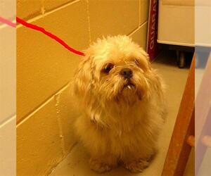 Shih Tzu Dogs for adoption in Sanford, FL, USA