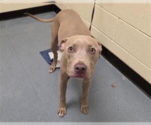 Mutt Dogs for adoption in Denver, CO, USA