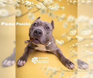 Mutt Dogs for adoption in Riverside, CA, USA