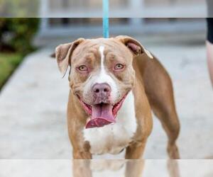 American Staffordshire Terrier Dogs for adoption in El Cajon, CA, USA