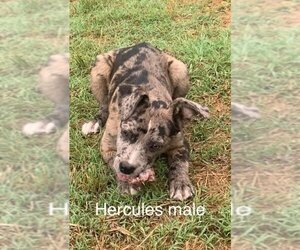 Catahoula Leopard Dog-Unknown Mix Dogs for adoption in toms river, NJ, USA