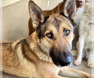 German Shepherd Dog Dogs for adoption in San Bernardino, CA, USA