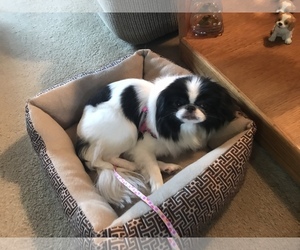 Japanese Chin Dogs for adoption in Pataskala, OH, USA