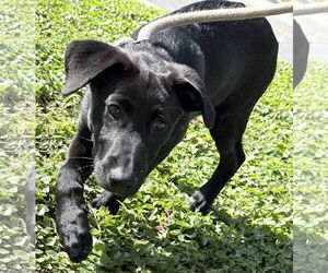 Siberian Husky-Unknown Mix Dogs for adoption in Sanford, FL, USA