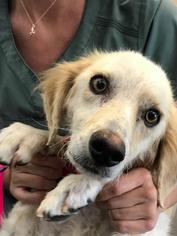 English Springer Spaniel-Saluki Mix Dogs for adoption in Lake Forest, CA, USA