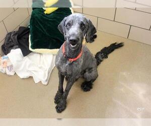 Goldendoodle Dogs for adoption in Fort Wayne, IN, USA