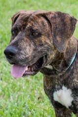 Coonhound Dogs for adoption in Miami, FL, USA