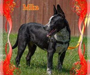 Mutt Dogs for adoption in New Castle DE, DE, USA