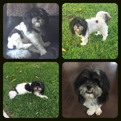Lhasa Apso Dogs for adoption in Fort Lauderdale, FL, USA