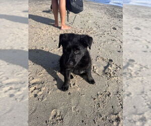 Mutt Dogs for adoption in San Juan Capistrano, CA, USA