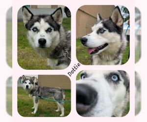 Siberian Husky Dogs for adoption in Anchorage, AK, USA
