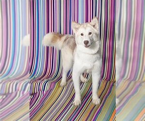 Siberian Husky Dogs for adoption in Vaughan, Ontario, Canada