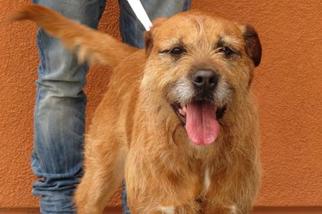 Airedale Terrier-Unknown Mix Dogs for adoption in Santa Monica, CA, USA