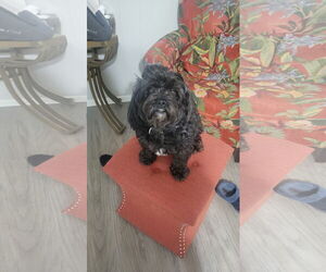 Maltipoo Dogs for adoption in Sanford, FL, USA