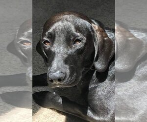 Labrador Retriever Dogs for adoption in Elgin, IL, USA