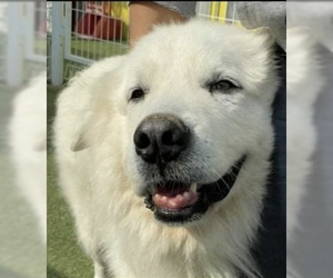 Golden Pyrenees Dogs for adoption in Agoura Hills, CA, USA