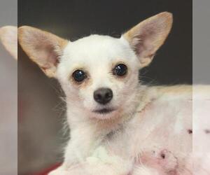 Chihuahua Dogs for adoption in San Antonio, TX, USA