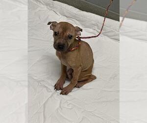 American Pit Bull Terrier-Unknown Mix Dogs for adoption in Las Vegas, NV, USA