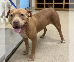 American Staffordshire Terrier-Unknown Mix Dogs for adoption in Grand Prairie, TX, USA